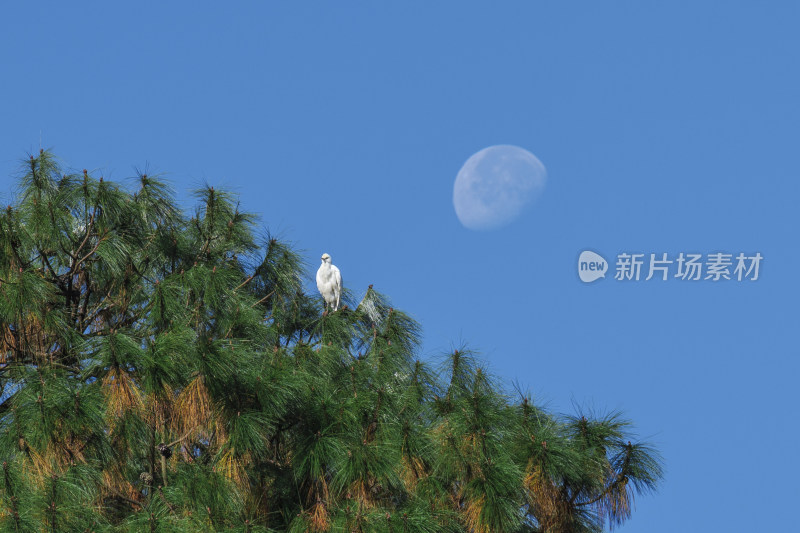 松树顶白鹭与空中明月构成的美景