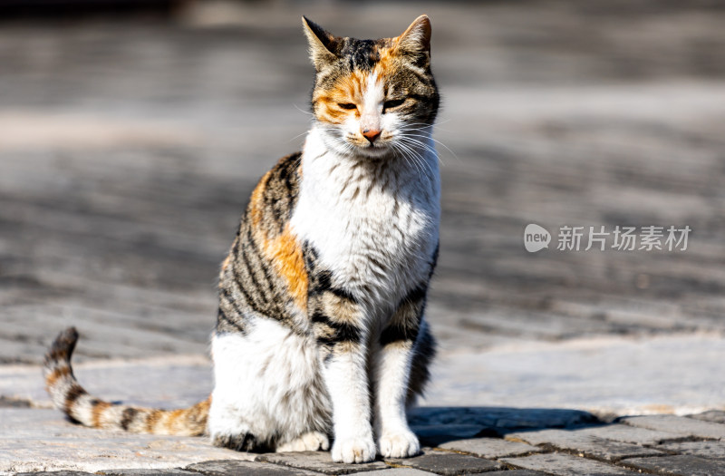 邹城孟府景区里的流浪猫特写镜头