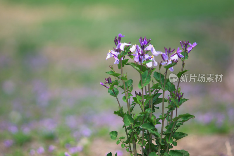 常见春天野花诸葛菜