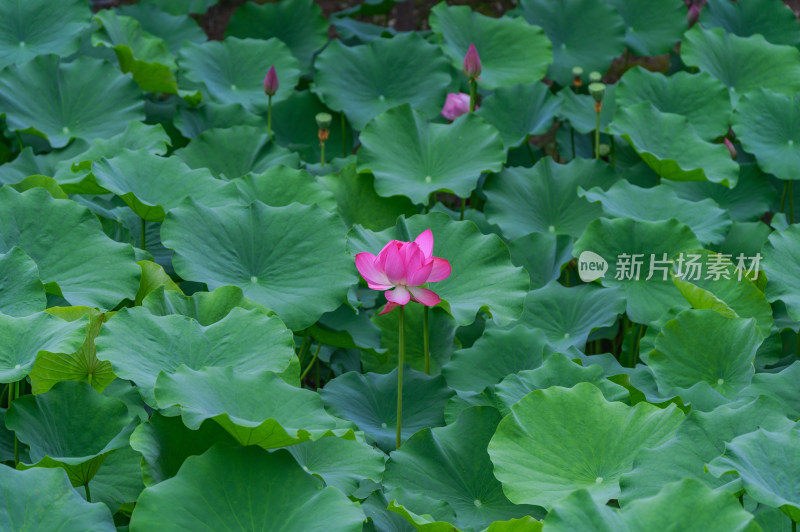 夏季荷塘荷花莲蓬荷叶特写