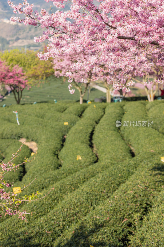 樱花盛开