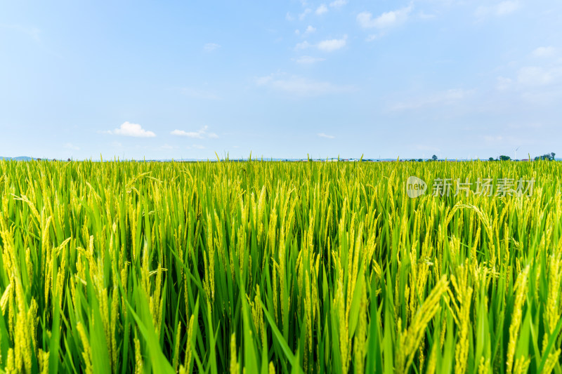 中国东北七月份大面积种植的水稻田