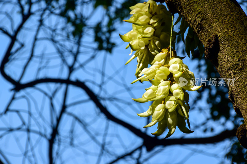 广州天鹿湖公园禾雀花