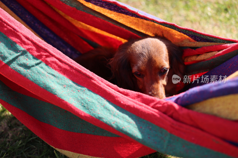 一只在吊床上的长毛腊肠犬