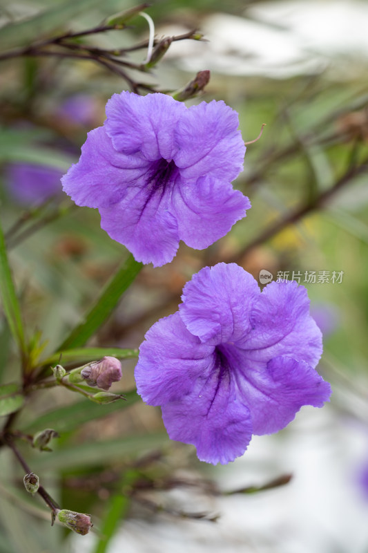 翠芦莉花朵特写