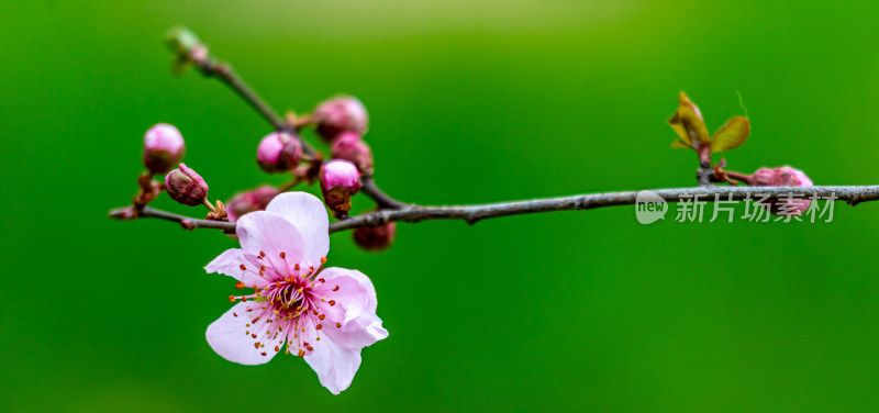 南京明孝陵梅花山梅花开