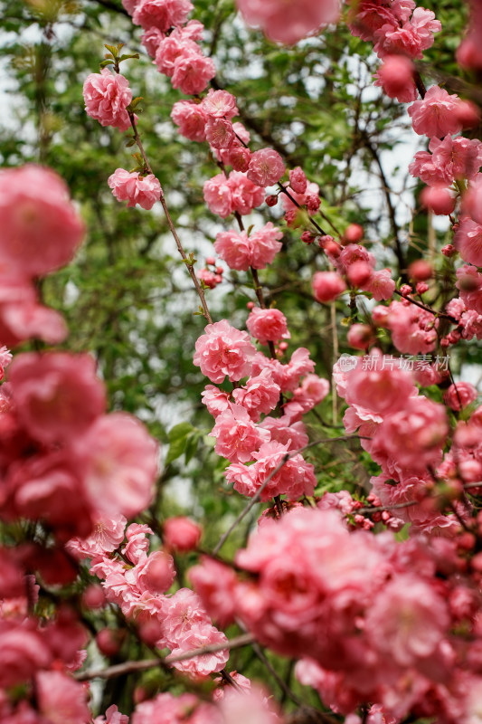 北京四得公园桃花树桃花