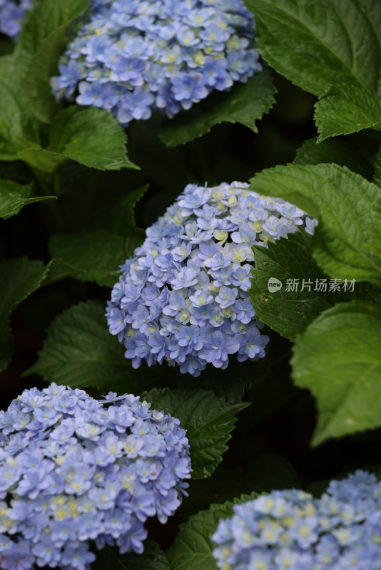 夏天盛开的蓝色绣球花特写