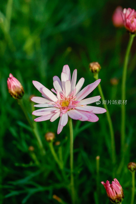 绿色背景下的粉色雏菊花特写