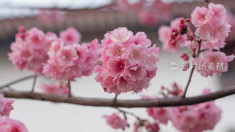 樱花樱花