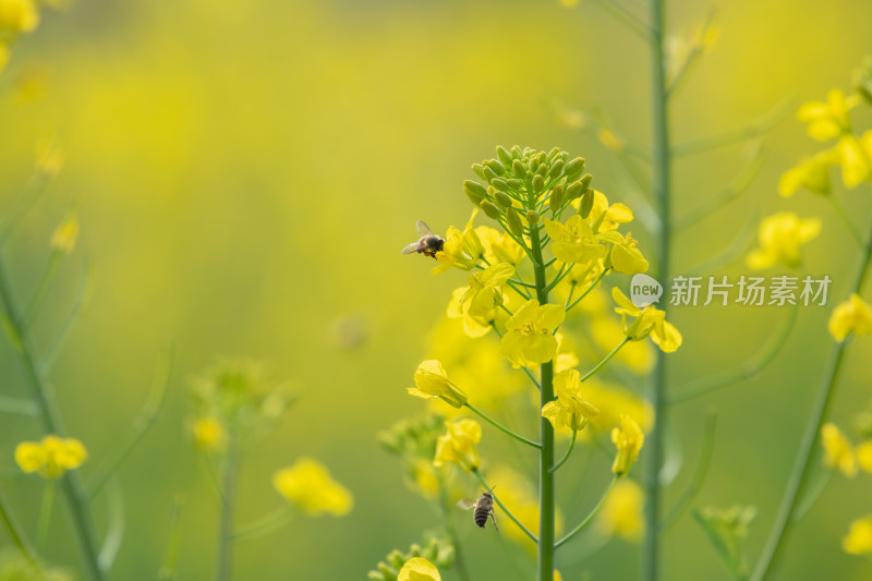 春天油菜花和蜜蜂