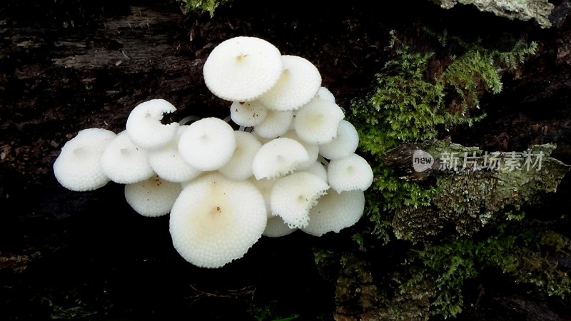 野生菌蘑菇生长环境菌类山菌野生菌