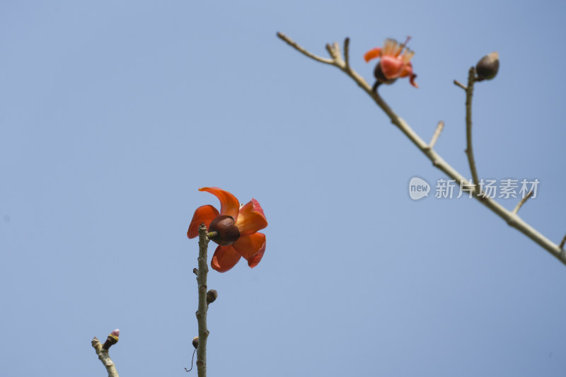 盛开的木棉花