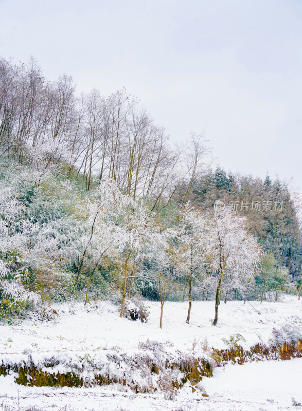 冬季雪景美景大雪