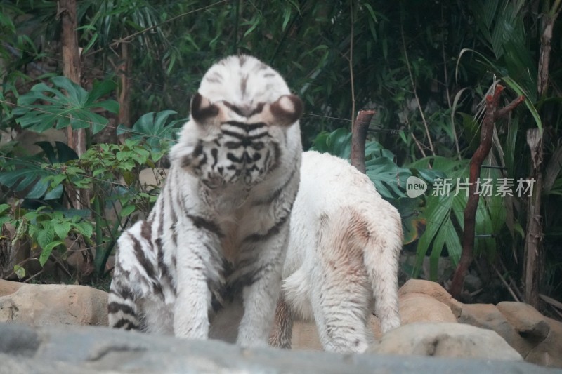 两只白虎在绿植旁活动