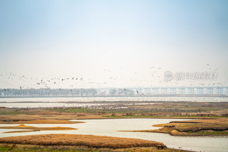 武汉东西湖府河湿地候鸟