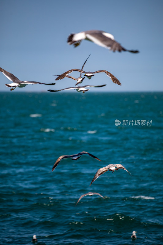 山东威海海天之间飞翔的海鸥