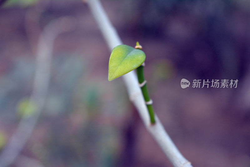 春天万物复苏植物发芽