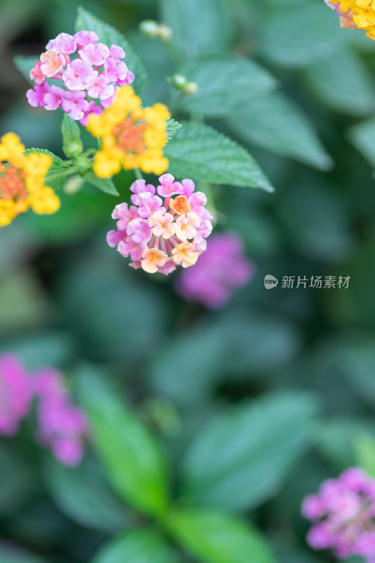 马樱丹花