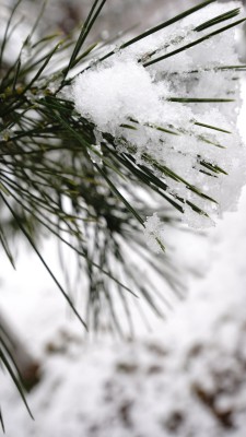 雪中的松针