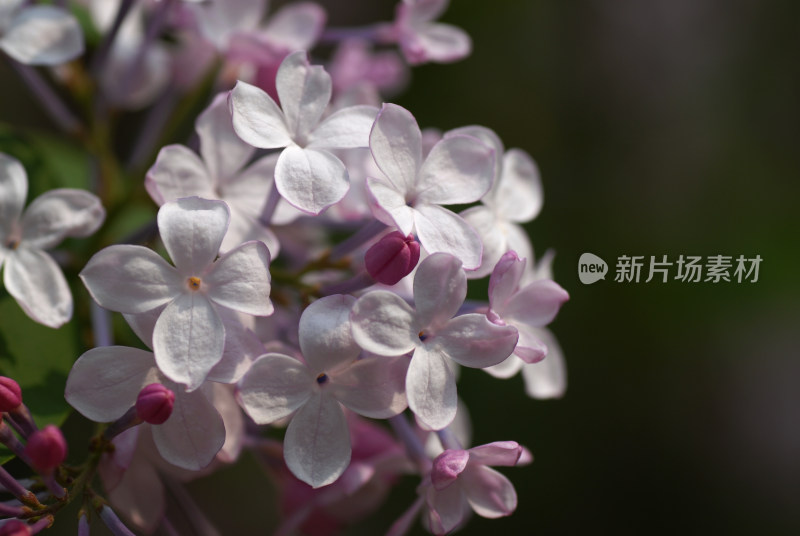 丁香花特写