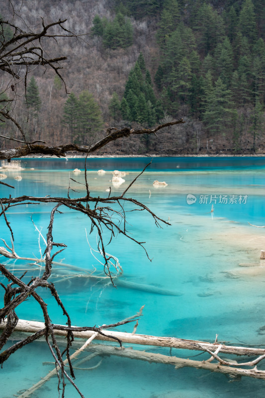 清澈蓝湖与岸边枯木风景