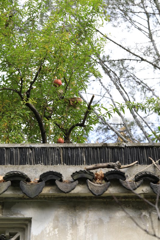 秋天园林石榴古建