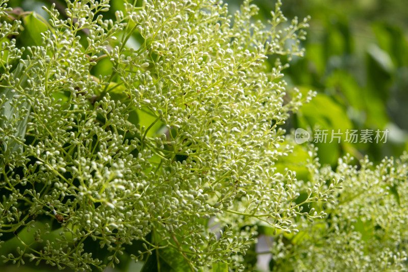 春天枝头的白色丁香花