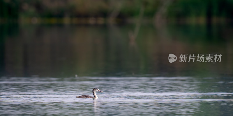 鸊鷉（Podicipedidae）