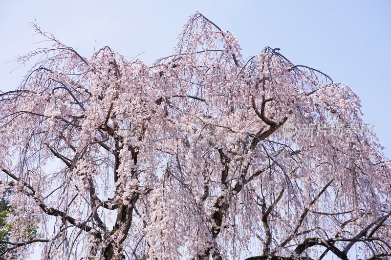 日本东京，新宿御院，樱花/垂枝樱