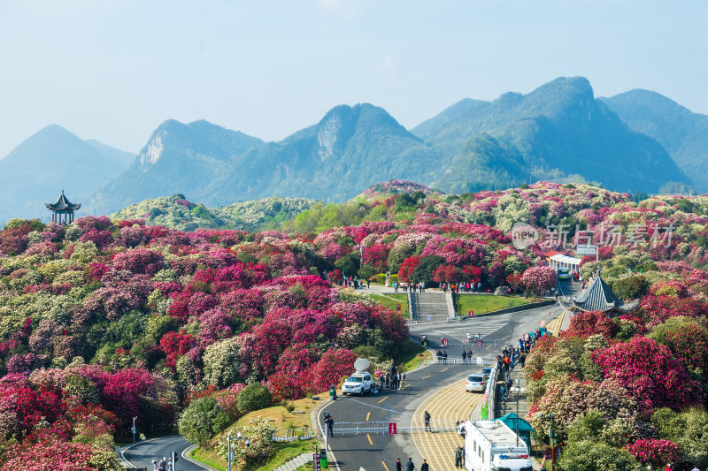 贵州百里杜鹃