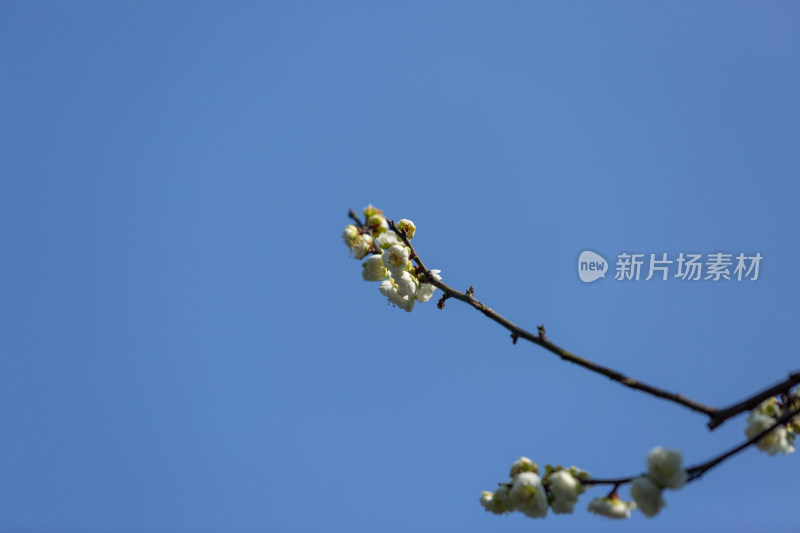 杭州花港观鱼枝头绽放的梅花特写