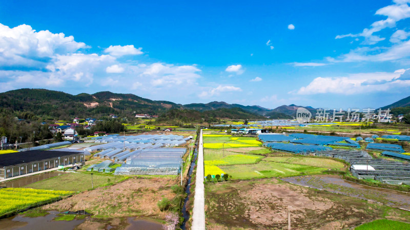 田园油菜花