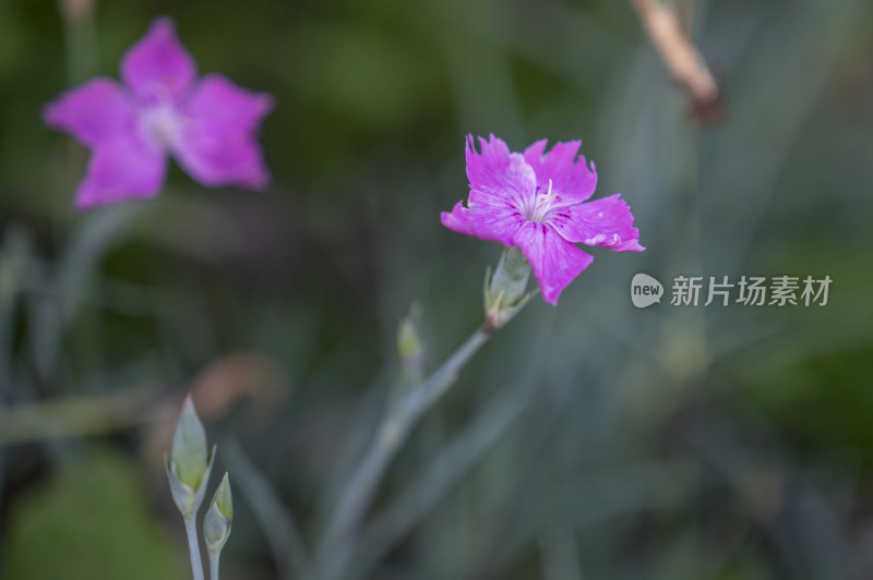 高清花花夏日盛开