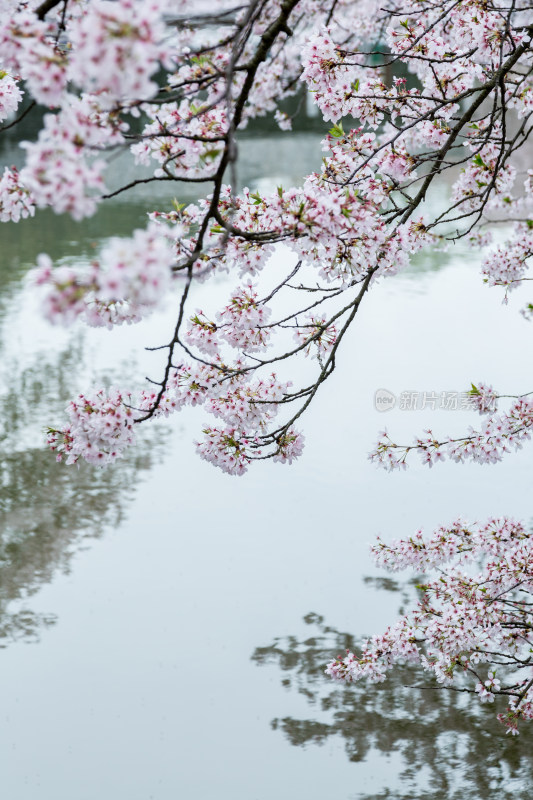 满树的樱花