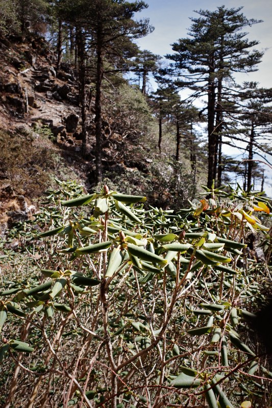 大理苍山洗马潭景区