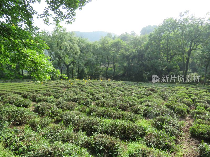 杭州九溪烟树景区