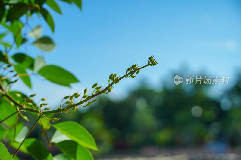 盛开的鸡冠刺桐花