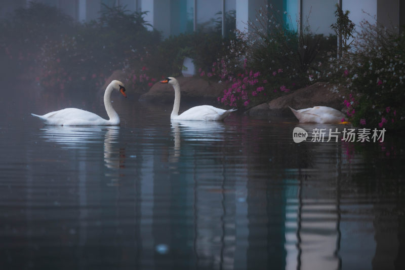 静谧湖泊上的天鹅