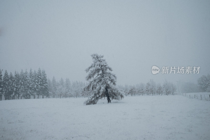 蒂卡波湖农场雪景