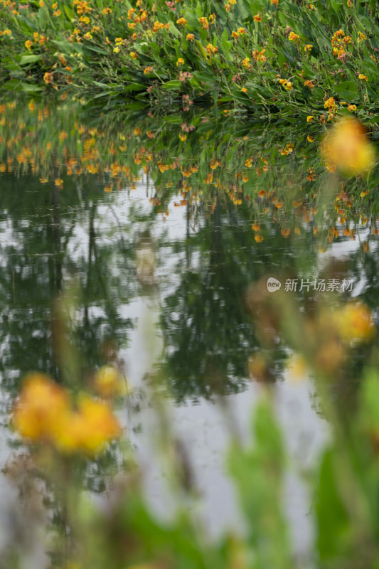 公园湖边犹如油画一般的植物与湖水