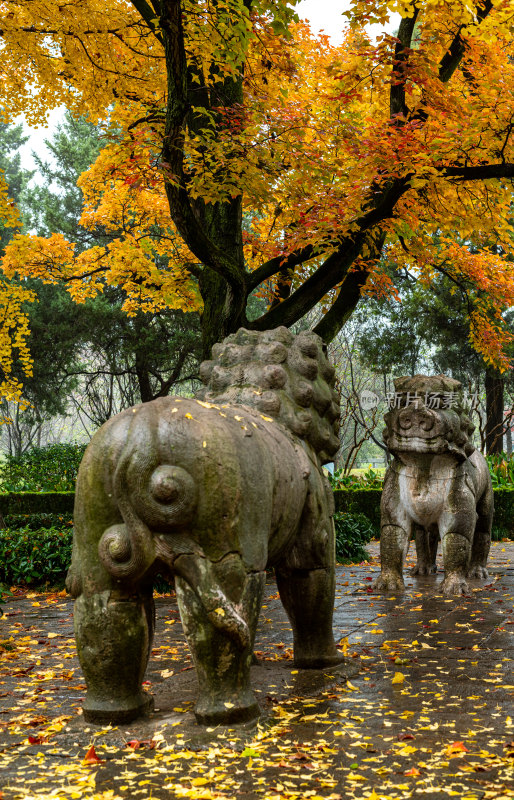 南京明孝陵石象路神道秋色景观