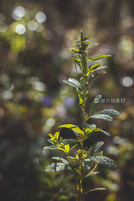 秋天沾满露水的小草