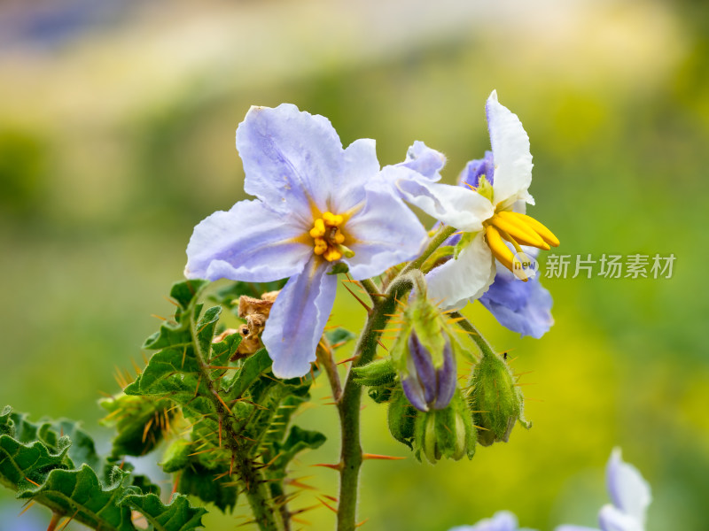 武汉植物园里的蒜芥茄开花特写