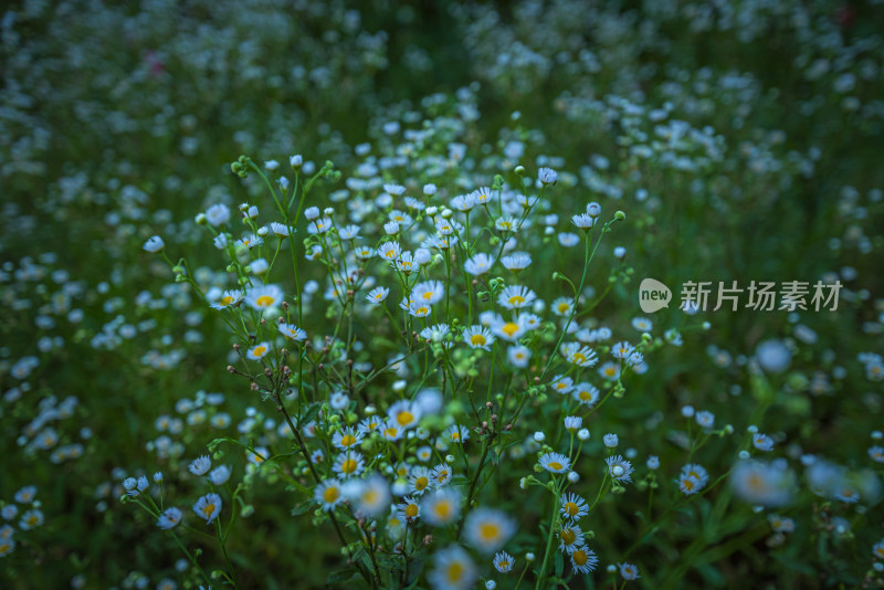 夏天草丛中盛开的白色花朵