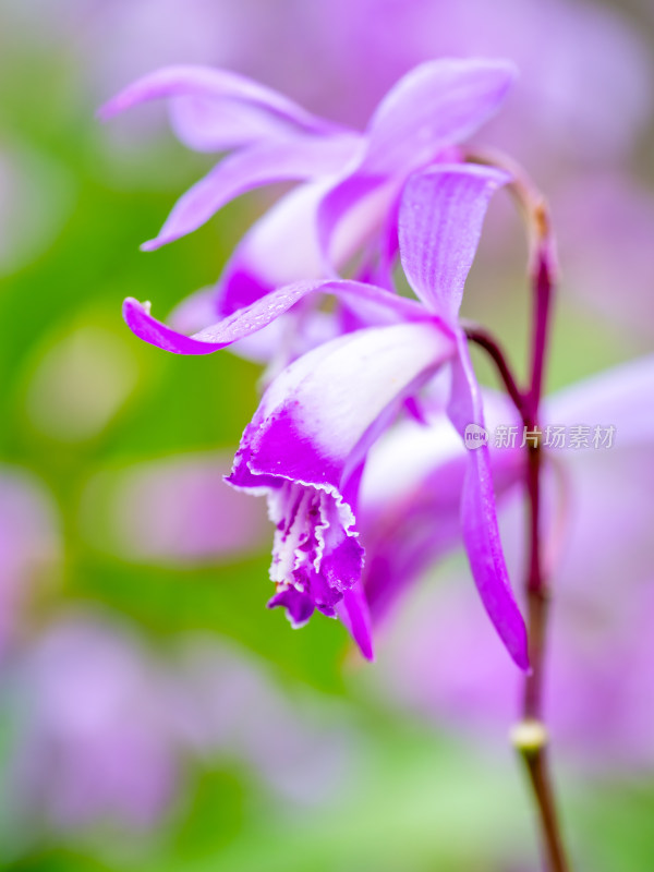 植物白及/紫兰/苞舌兰的花