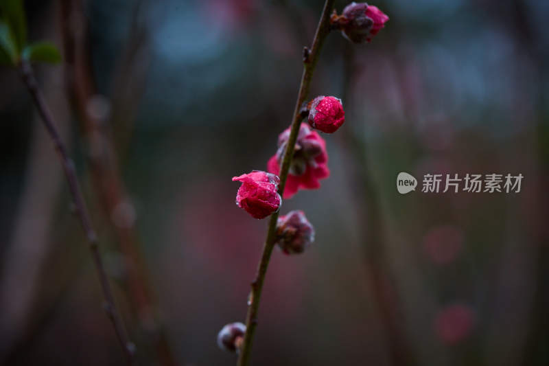 带水珠的粉色花卉特写