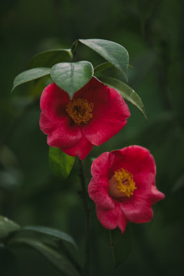 暗色调的红色山茶花