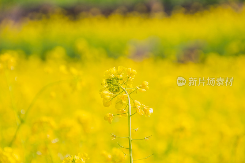 蜜蜂在黄花上授粉的特写镜头