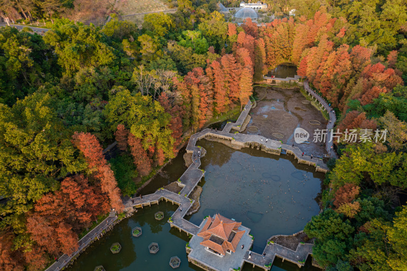 深圳仙湖植物园水杉林秋色